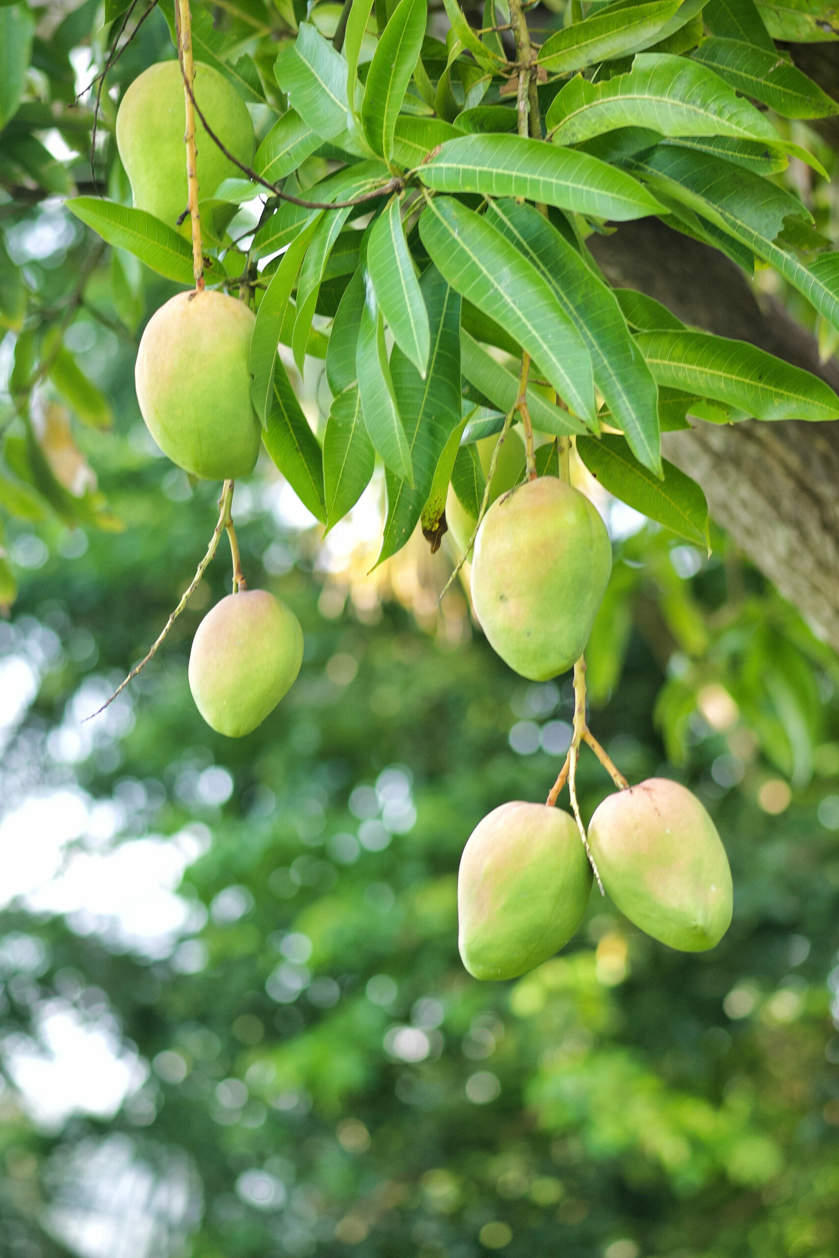 El mango en gran canaria: la fruta preferida del verano